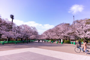 sakura-japan-ueno-park thumbnail